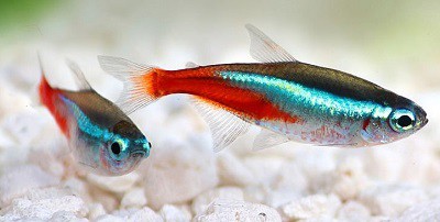 tetras-in-a-3-gallon-tank