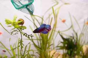 properly-clean-a-betta-fish-tank