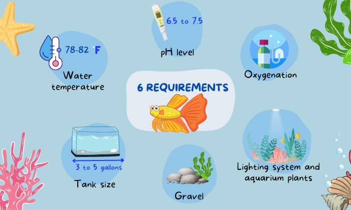 put-a-betta-fish-in-a-tanks