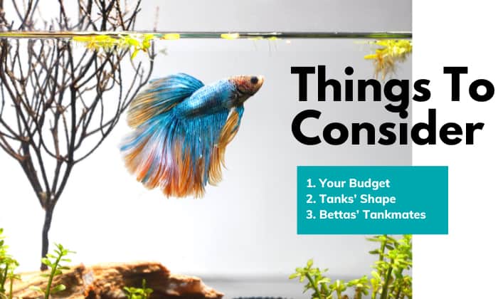 size-tank-for-betta