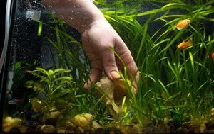 take-care-of-betta-fish-in-a-bowl