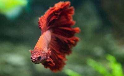 tetras-in-a-3-gallon-tank