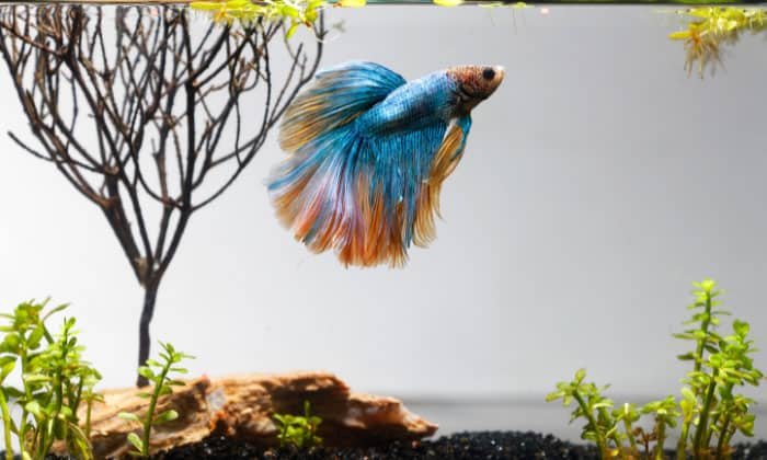 transferring-betta-fish-from-cup-to-tank