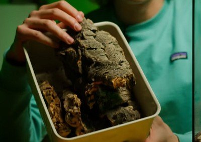 tropical-plant-terrarium