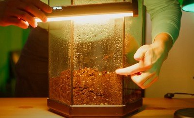turn-aquarium-into-terrarium
