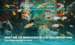 What Are the Dimensions of a 55 Gallon Fish Tank?
