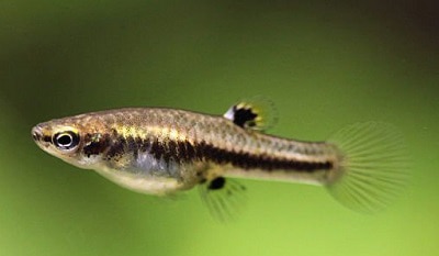 what-fish-can-live-in-3-gallon-tank