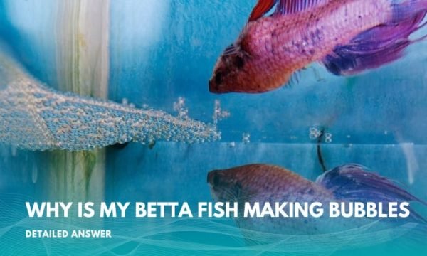 Microbubbles On Fish Why is My Betta Fish Making Bubbles? - 4 Main Reasons