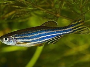 15-gallon-fish-tank-ideas