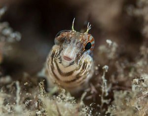 15-gallon-stocking-ideas