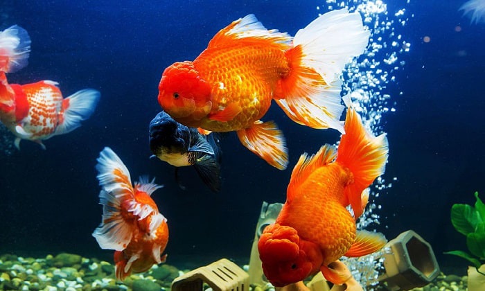 air-pump-instructions