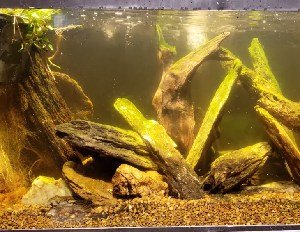 aquarium-water-clear-but-yellow