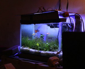 clear-a-fish-tank