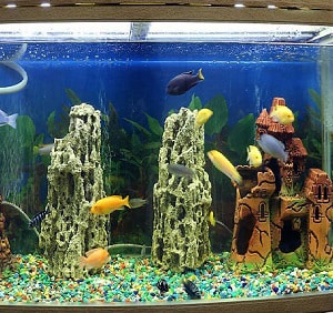 cool-things-to-put-in-a-fish-tank