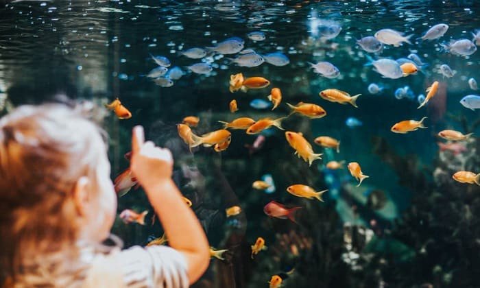 dimensions-of-a-15-gallon-tank