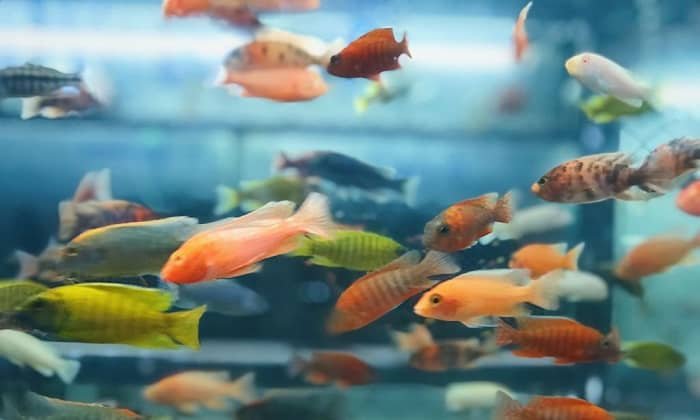 fish-for-a-15-gallon-tank