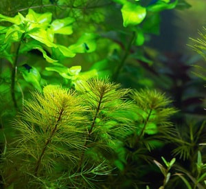 fish-tank-oxygen-pump