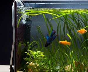 fish-tank-ph-levels