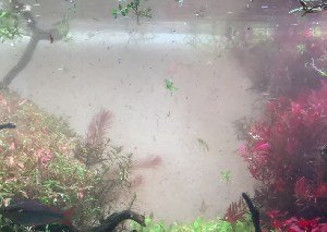 fish-tank-water-brown