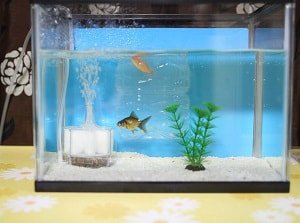 fish-turning-yellow-and-dying