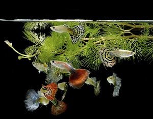 freshwater-fish-for-15-gallon-tank