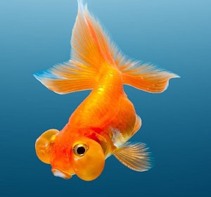 gallons-do-goldfish-need