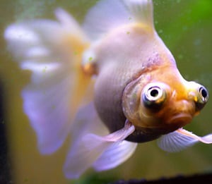 gallons-for-a-goldfish