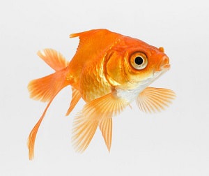 gallons-per-goldfish