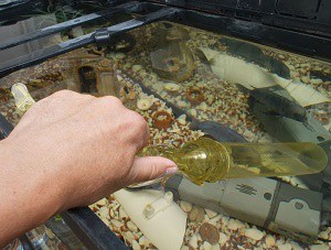 get-rid-of-film-on-top-of-water-in-fish-tank