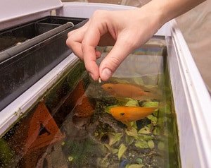 get-rid-of-yellow-water-in-fish-tank