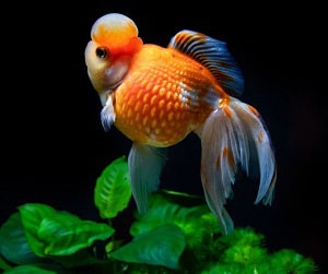 goldfish-in-a-tank