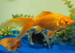 goldfish-per-gallon-of-water
