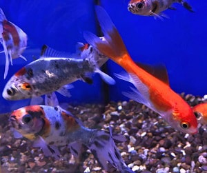 goldfish-per-gallon-pond