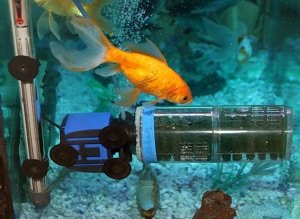 high-alkalinity-in-fish-tank