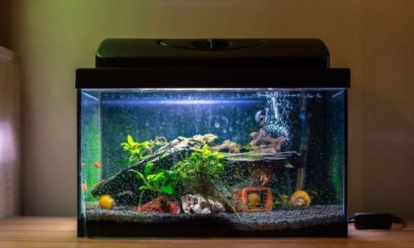 Illustration of Fish Tank Size Chart For Aggressive Fish