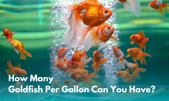 how-many-goldfish-per-gallon