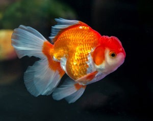 how-many-goldfish-should-be-kept-together