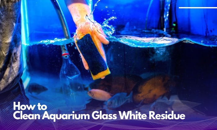 how-to-clean-aquarium-glass-white-residue