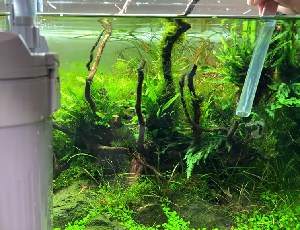 in-freshwater-aquarium