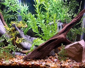 make-aquarium-water-softer