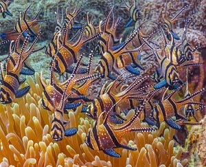 number-of-fish-per-gallon