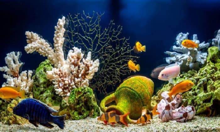 paint-to-use-on-aquarium-decorations