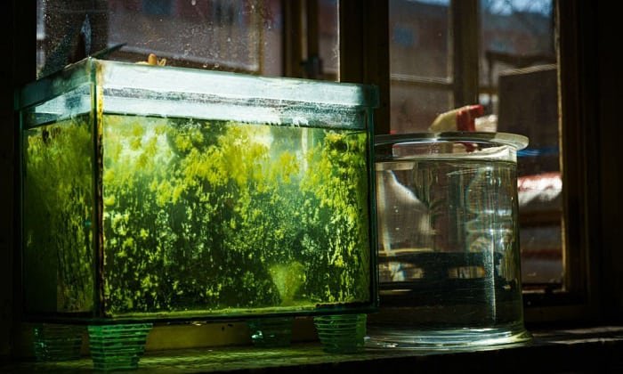 ph-level-in-aquarium