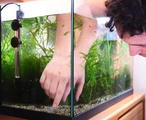 ph-level-in-fish-tank