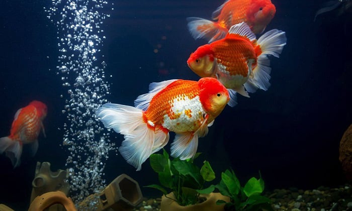 place-air-pump-in-fish-tank