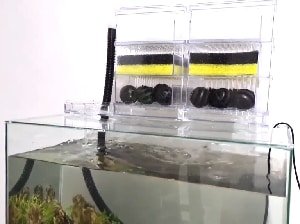 put-filter-cartridge-in-fish-tank