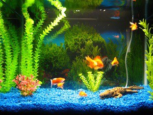 stuff-to-put-in-a-fish-tank
