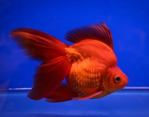 tropical-fish-per-gallon