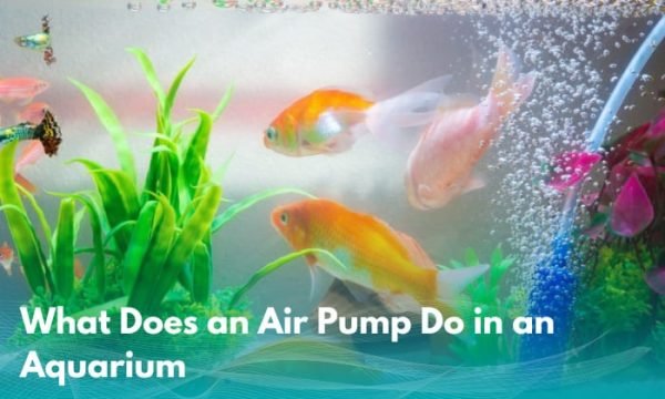 Picture of What Does an Air Pump Do in an Aquarium? (Explained)