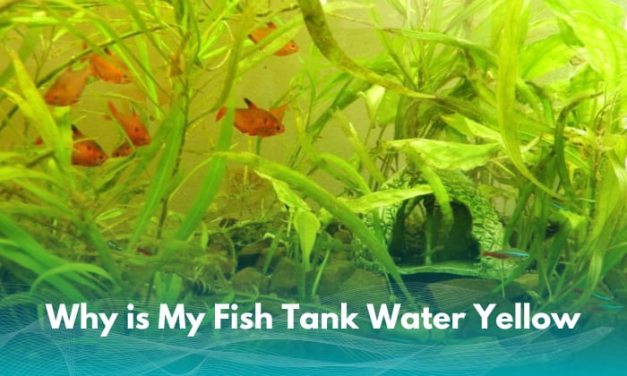 why-is-my-fish-tank-water-yellow
